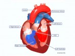 Неделя осведомленности о заболеваниях сердца