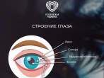 Анатомия глаз