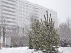 Парковая зона ГКБ № 15 им. О.М. Филатова пополнилась новыми растениями и деревьями