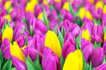 ПОЗДРАВЛЯЕМ! 16 марта отмечает день рождения Генералова Ирина Васильевна