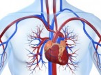 Лечение заболеваний сердечно-сосудистой системы
