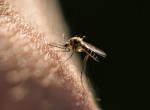 Как может укусить комарик